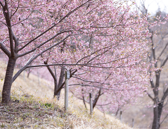 桜の名所を未来へ